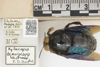 Media type: image;   Entomology 810619 Aspect: labels